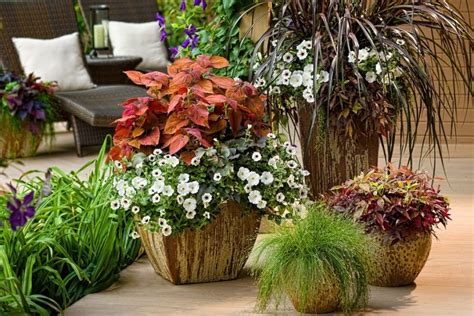 Specimen Plants For Pots