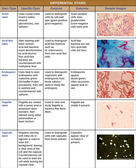 Specimens Are Prepared For Microscopy Using Electron-Dense Stains
