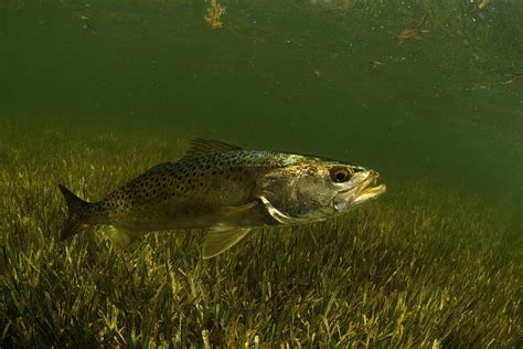 Speckled Trout Beads