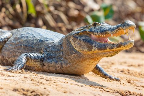 Spectacled Caiman basking