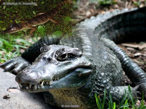 Spectacled Caiman Florida