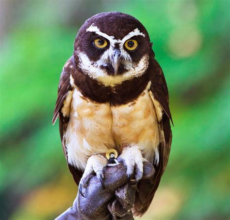 Spectacled Owl