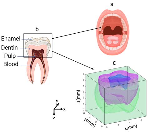 Spectroscopy Dental