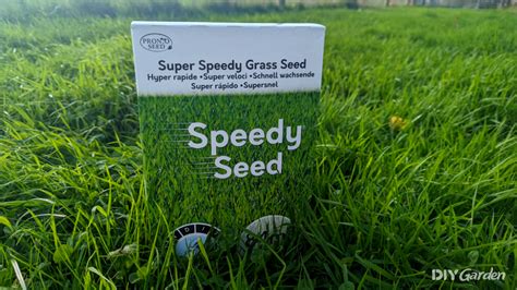 speedy grass