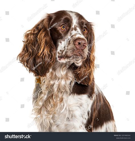 Speggle Spaniel