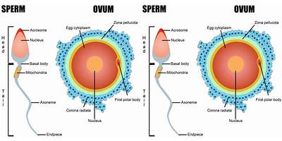 sperm and ova
