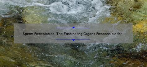 sperm receptacles 2