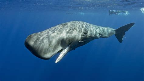 sperm whale conservation program