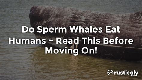 sperm whale eating human