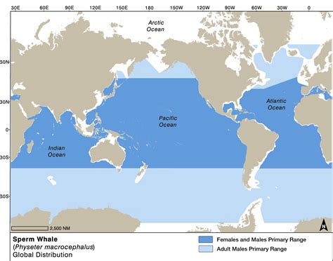 sperm whale habitat map
