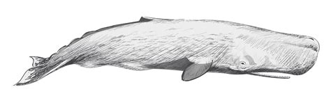 sperm whale images drawings
