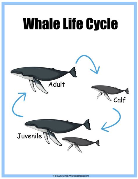 sperm whale life span and threats