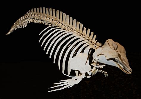 sperm whale skeleton dia