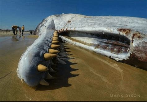 Sperm Whale Teeth