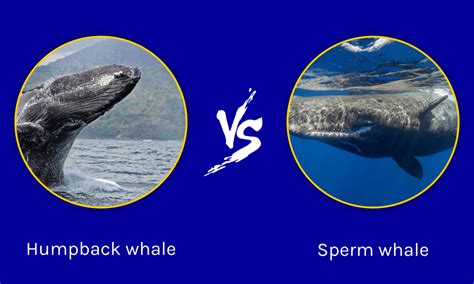 sperm whale vs blue whale vs humpback