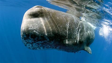 sperm whales vs humans
