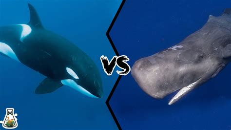 sperm whales vs killer whales