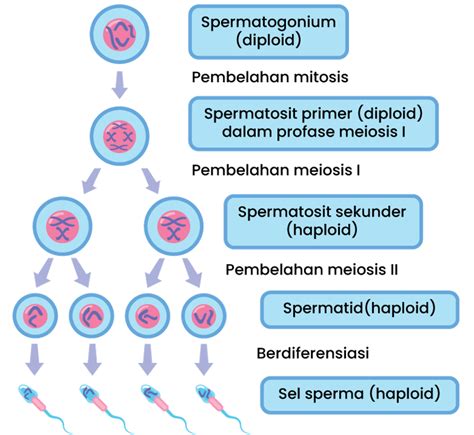 Pada Spermatogenesis, Spermatosit Sekunder Memiliki Sifat