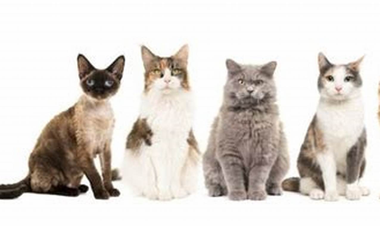 Panduan Lengkap Mengenal Spesies Kucing: Karakter, Habitat, dan Konservasi
