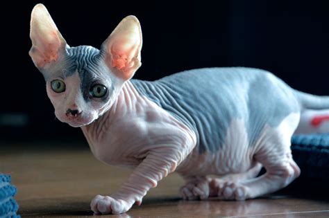 Unconventional and Loving Sphynx