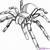 spider line drawing