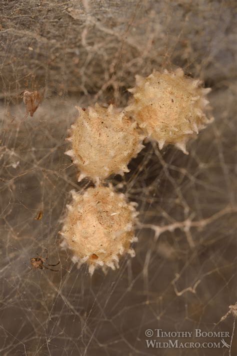 Spider Egg Sac Exploding