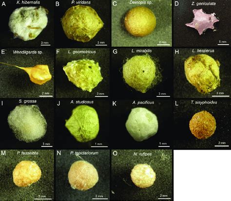 Discover 6 Insights spider egg sac identification pest control secrets