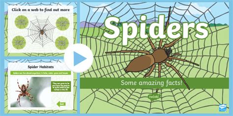 Spider Facts Ks2
