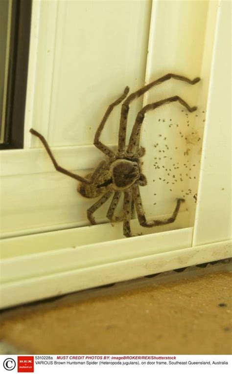 spider in australia on glass door