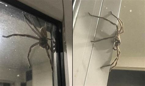 home.furnitureanddecorny.com:spider in australia on glass door
