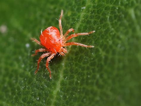spider mites and rugs