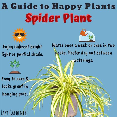 spider plant care guide pdf