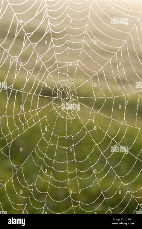 Spider  Or Cobweb