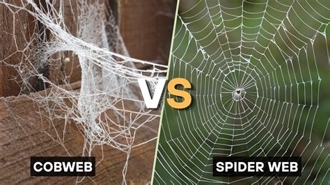 Spider  Vs Cobweb
