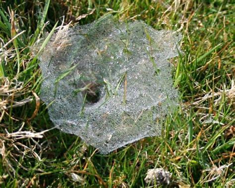 spider webs in yard