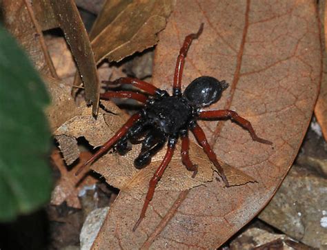 spider with red legs and black body