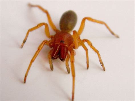 spider with red legs and brown body