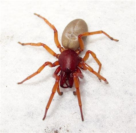 spider with red legs and white body