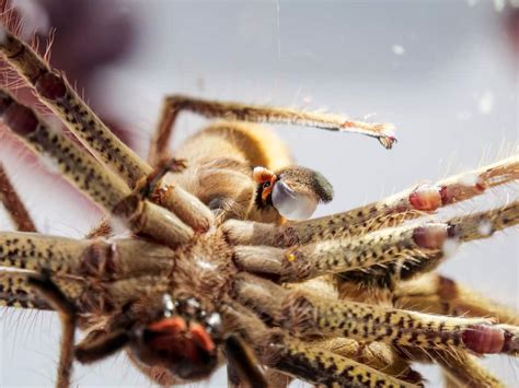 spiders mating season