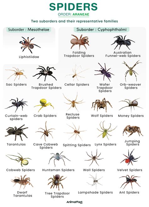 Spiders That Start With A