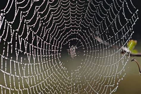 Spiderwebs