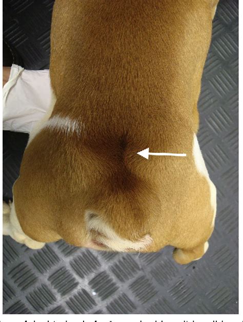 spina bifida in english bulldogs