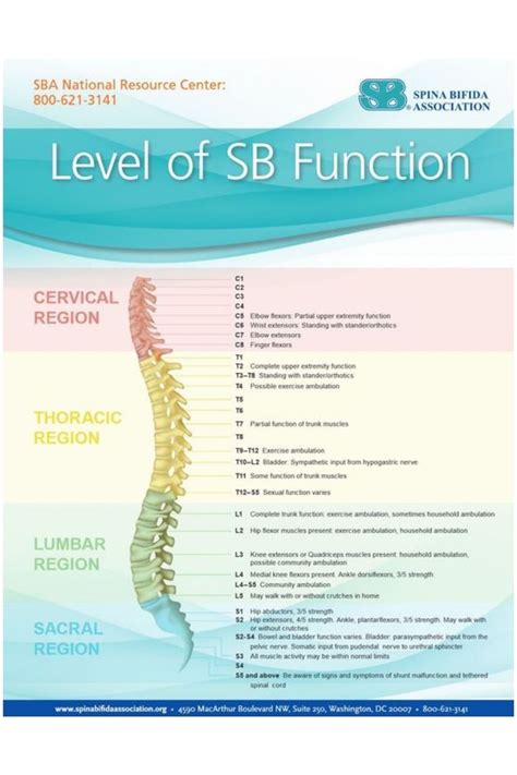 spina bifida levels and function