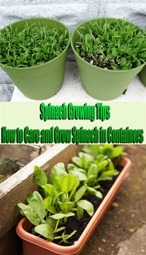 Spinach Growing Care
