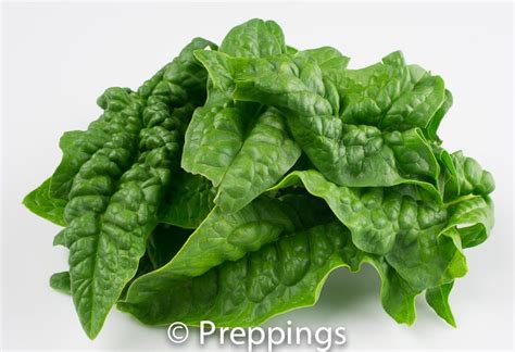 Spinach Leaves Crinkle