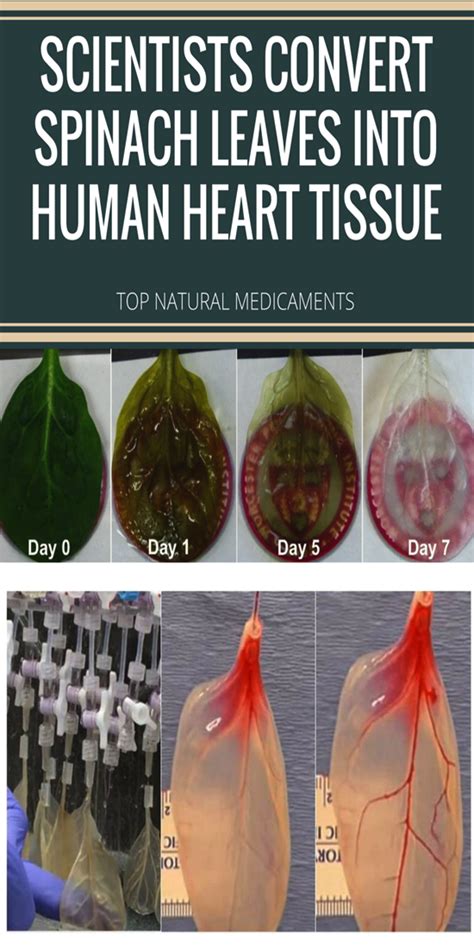 Spinach Leaves Heart Tissue