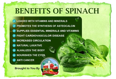 Spinach Leaves Uses