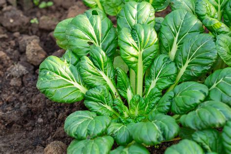 Spinach Plant With