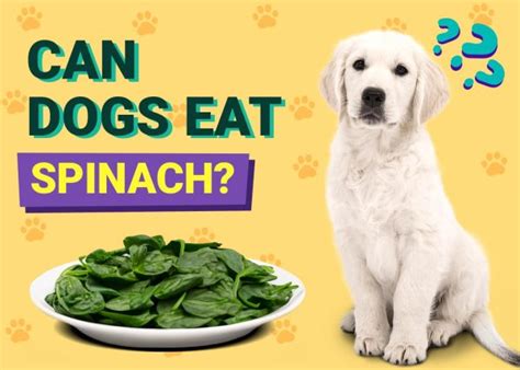 Spinach Vs Dogs
