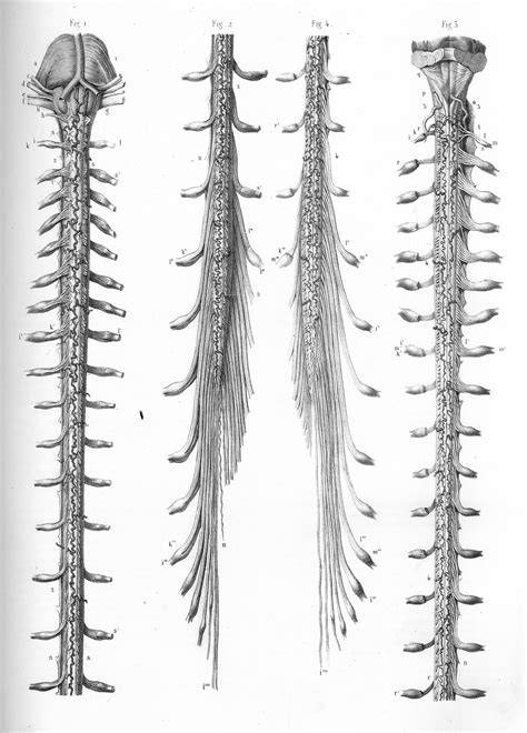 Spinal Cord Drawing at Explore collection of Spinal Cord Drawing